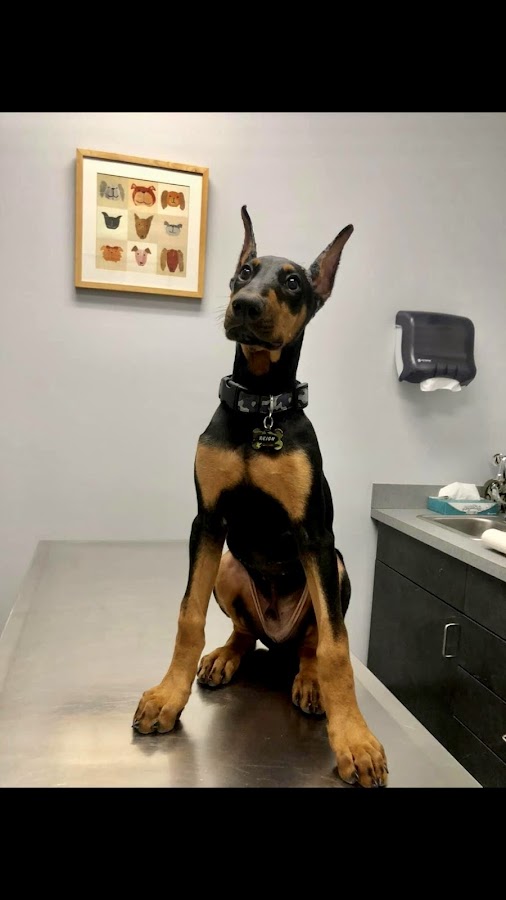 4 Paws Animal Hospital work