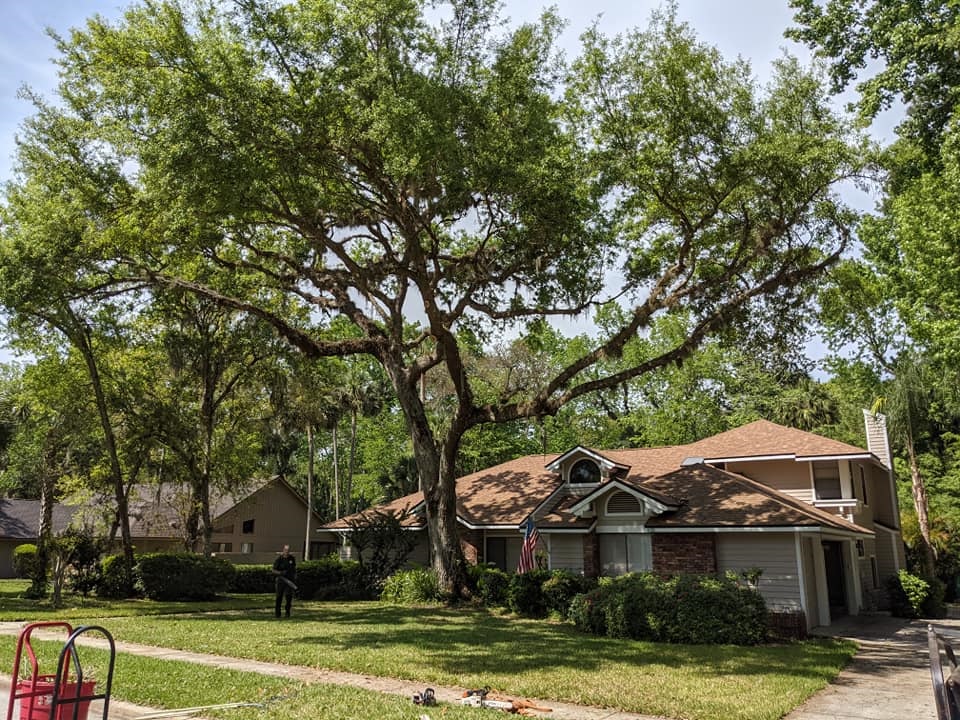 Advanced Professional Tree Service, Inc. work