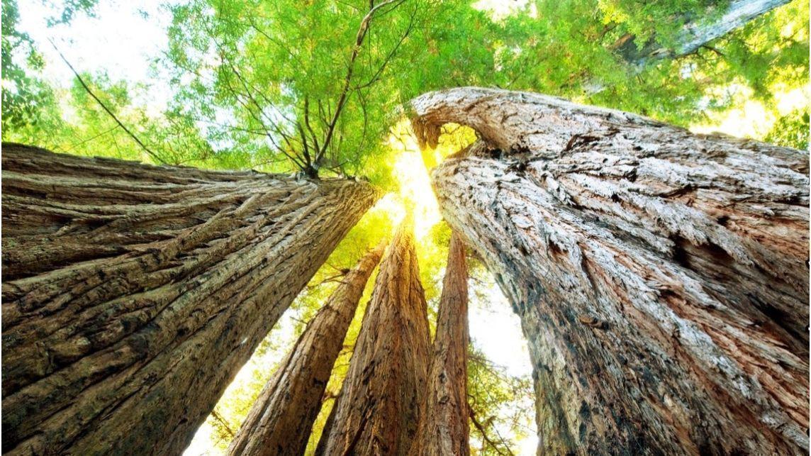 Affordable Arbor Care work