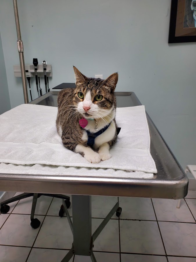 AWS Animal Hospital - Animal Welfare Society of South Florida work