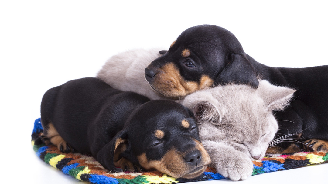 Busch Animal Hospital work
