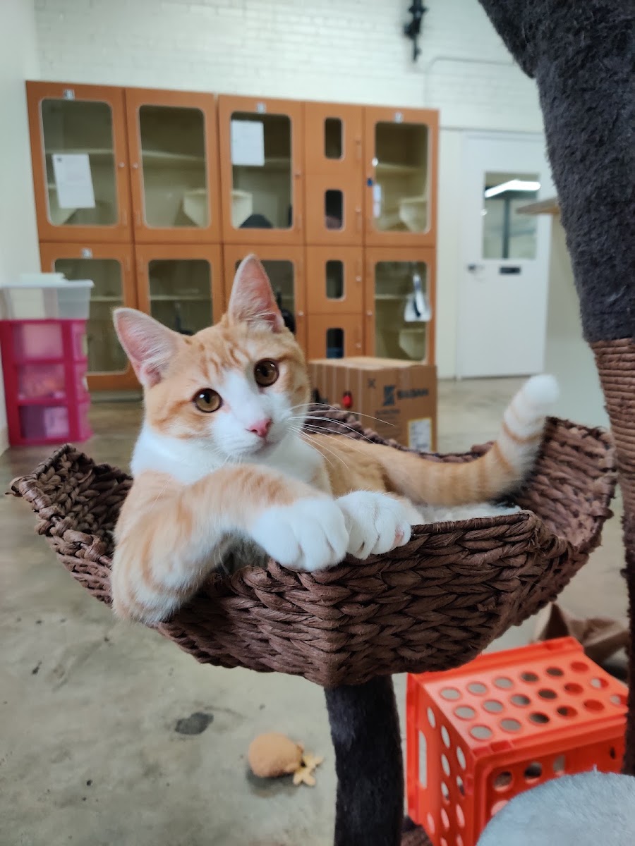 Calamity Cat work