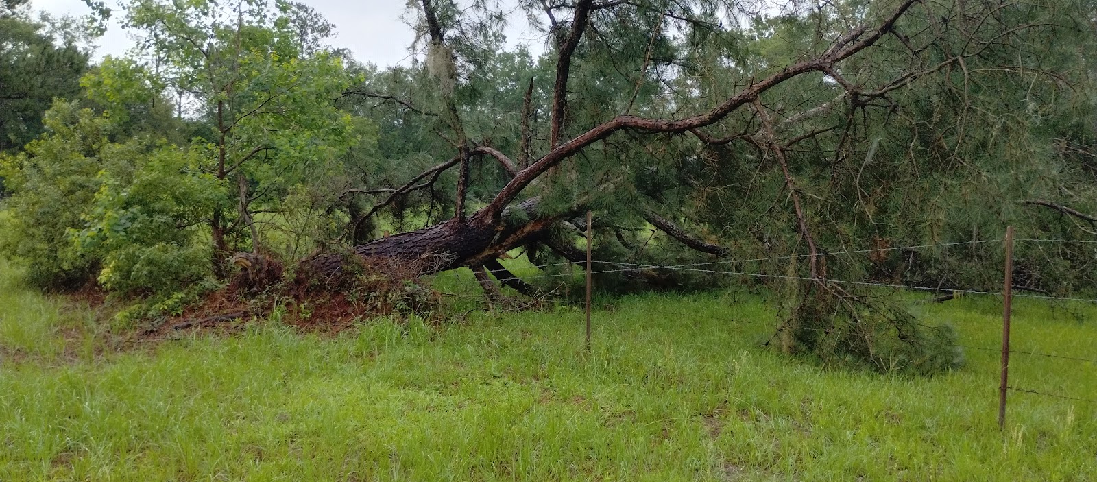 Crown Top Tree Services work