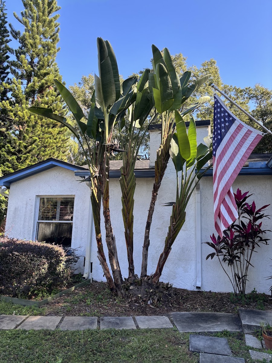 Danny Baugher Tree Service work