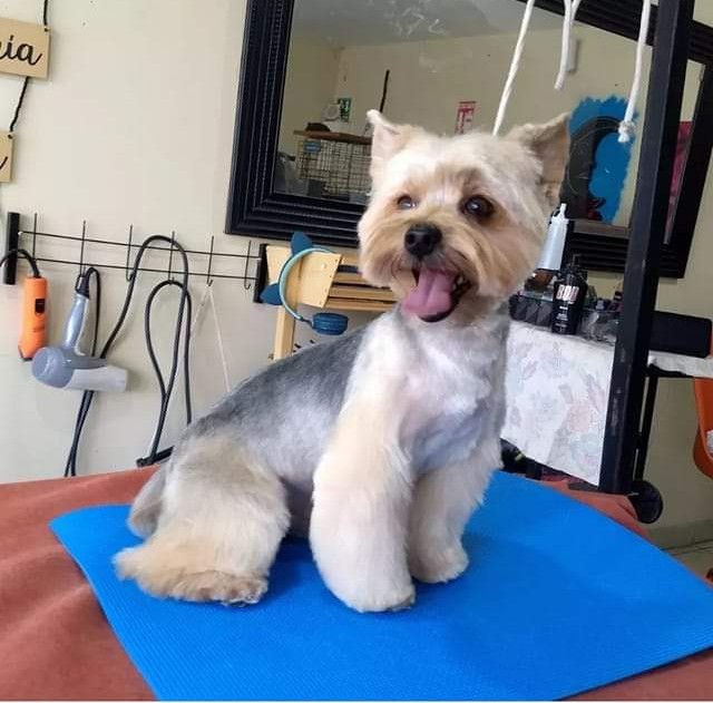 Family Pets Grooming work