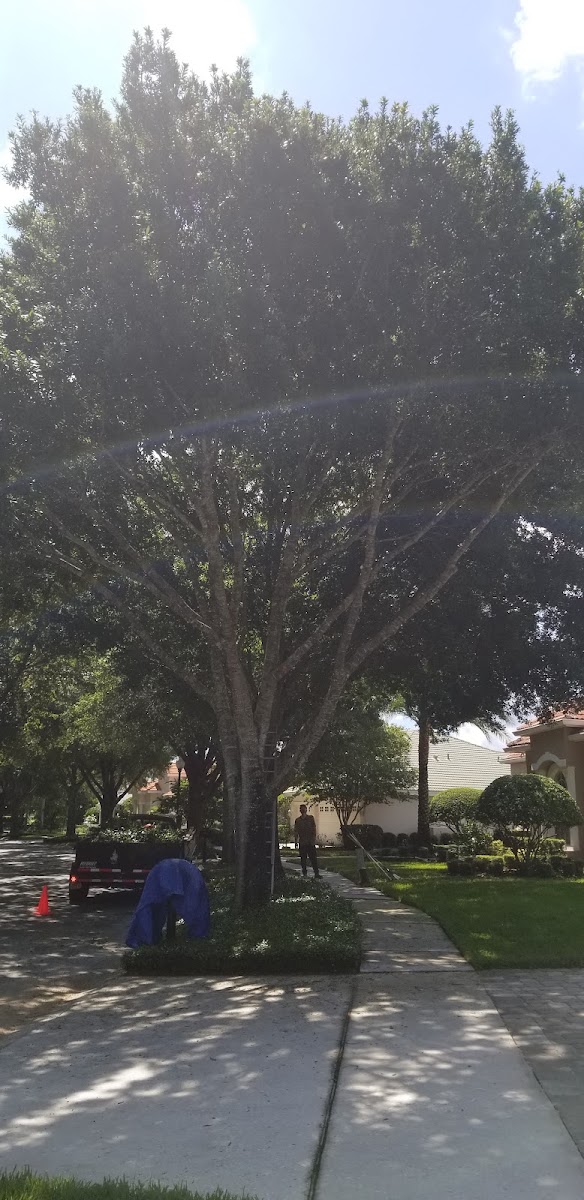 Friendly Touch Tree Service LLC work
