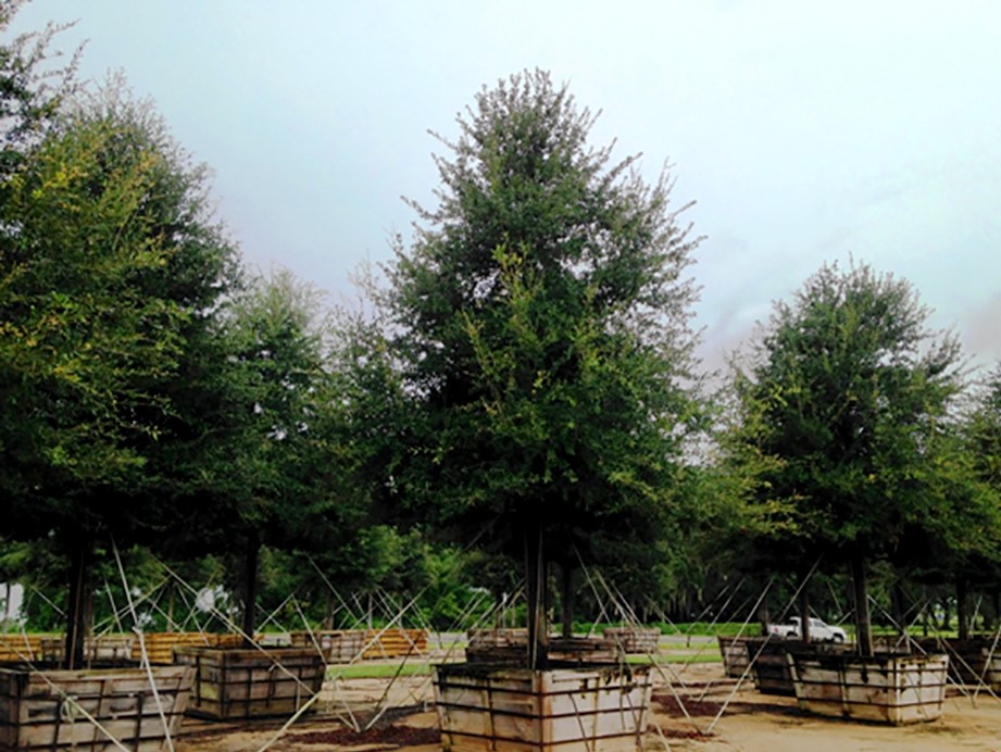 Green Star Lawn & Garden work