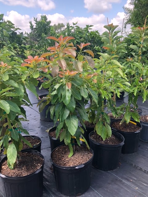 Growing in Grace Nursery work