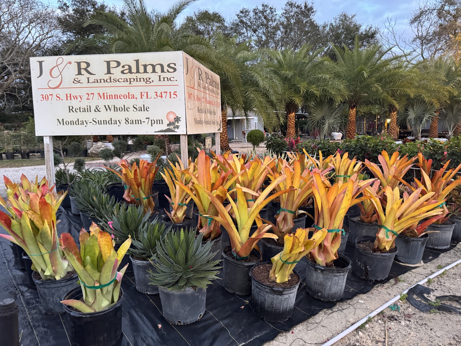 J & R Palms and Landscaping Inc work