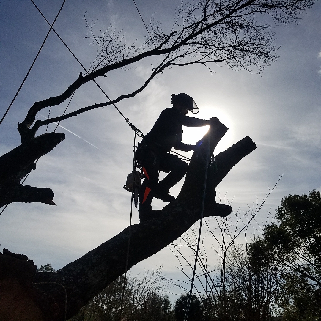 JP Trees LLC work