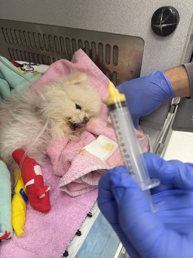 Kendall Pointe Animal Hospital (Emergency 24/7) work
