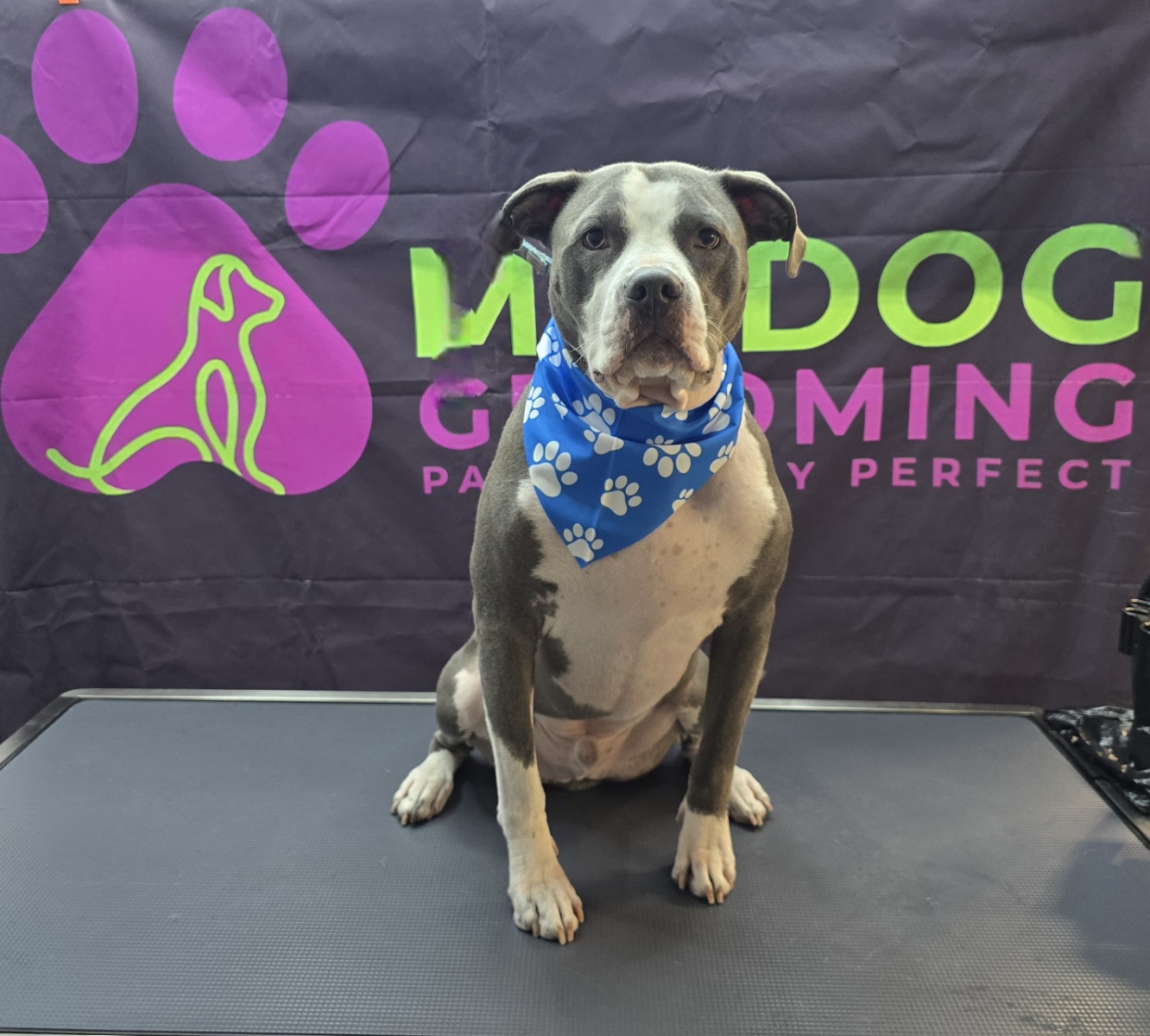 MK DOG GROOMING work