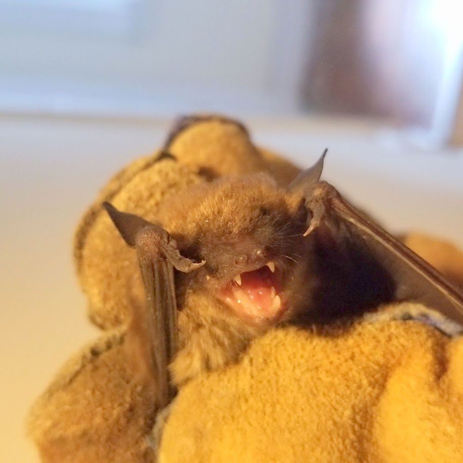 Orlando Bat Exclusion Pro work