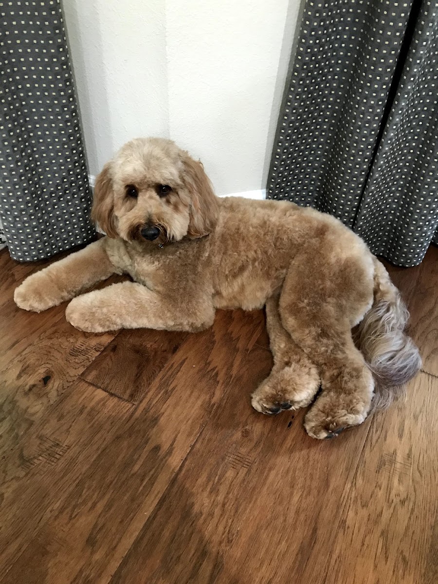 Paws and Relax Grooming Studio work