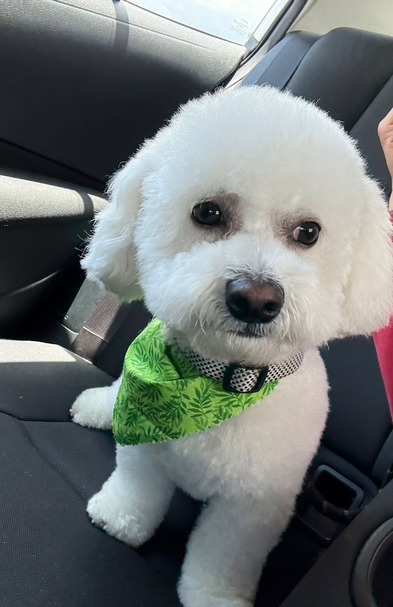 Pawsitively Beautiful Grooming work