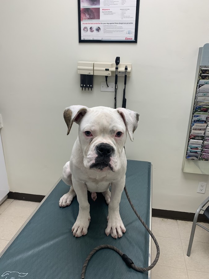 Pets & Vets Animal Clinic work