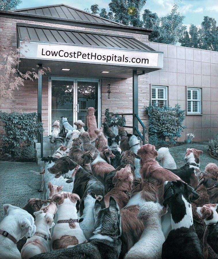 Semoran & 408 Pet Doc Hospital work