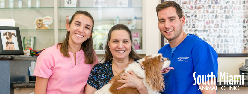 South Miami Animal Clinic work