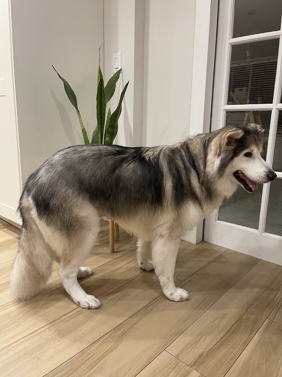 Tails By Orlando Pet Grooming work
