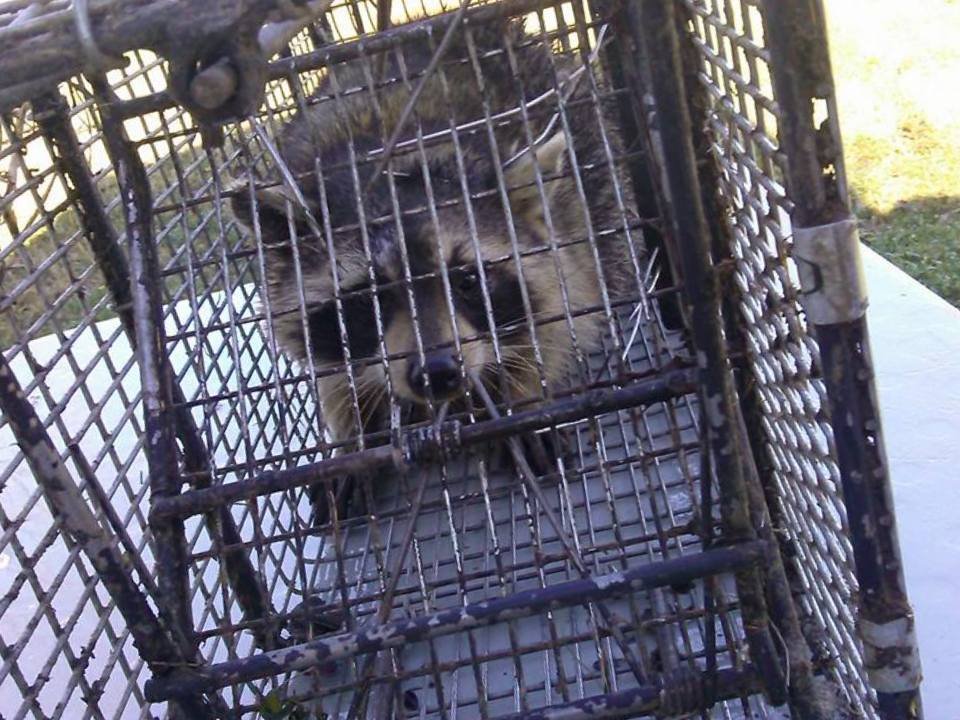 Target Pest Control work