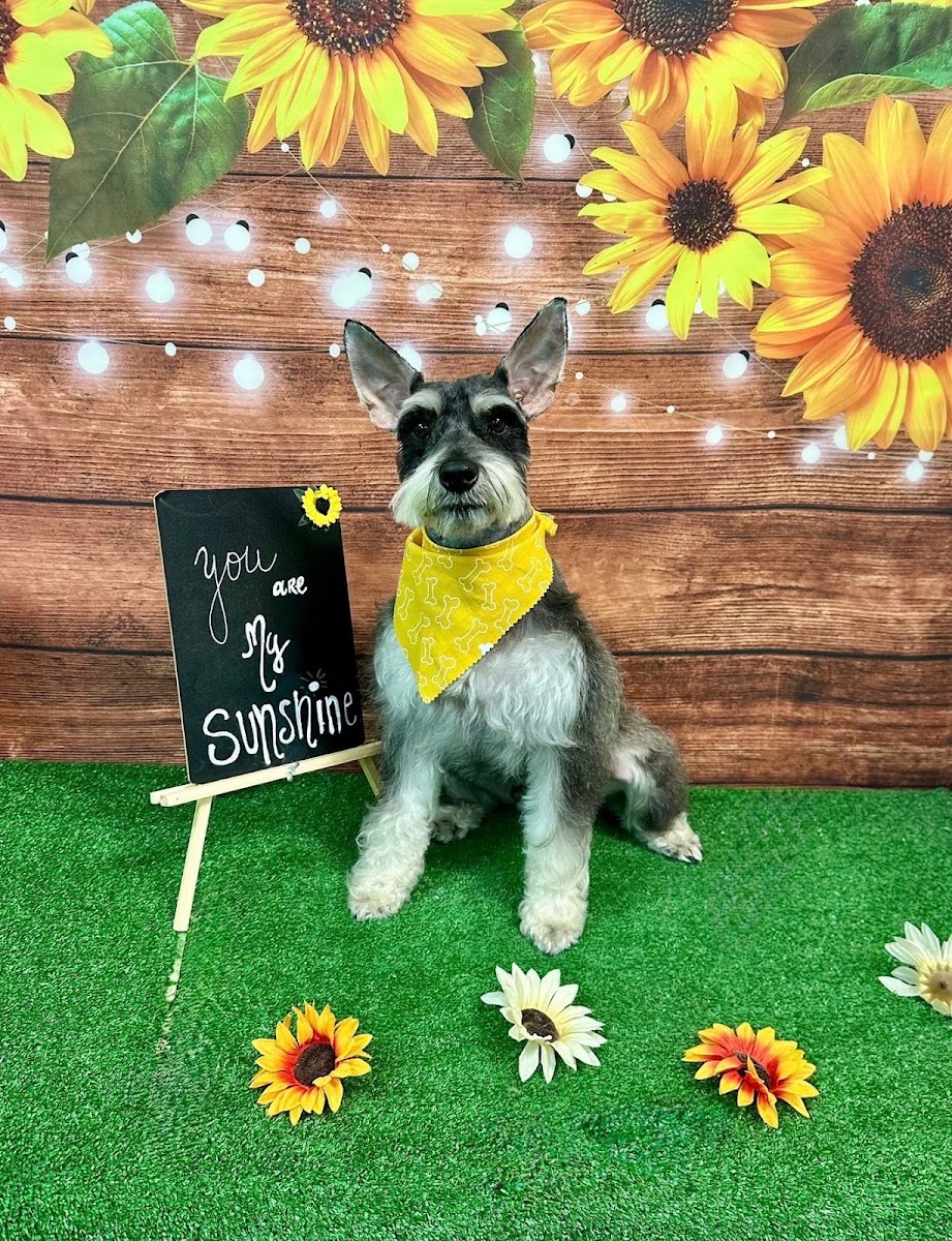 Vanessa's Grooming Salon work