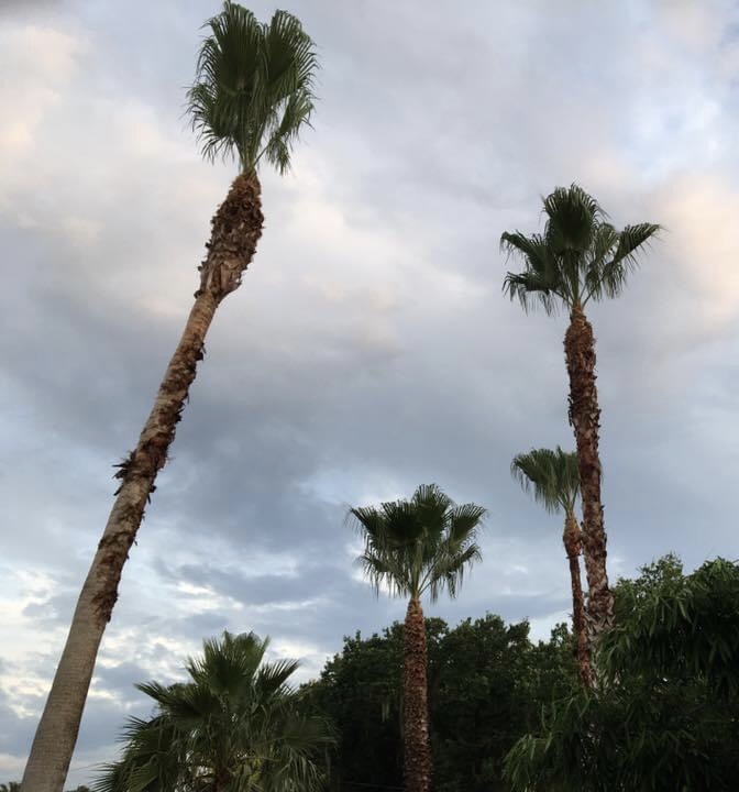 Walls Tree Service LLC work