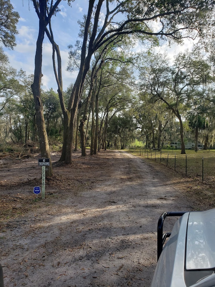 Whites tree services work