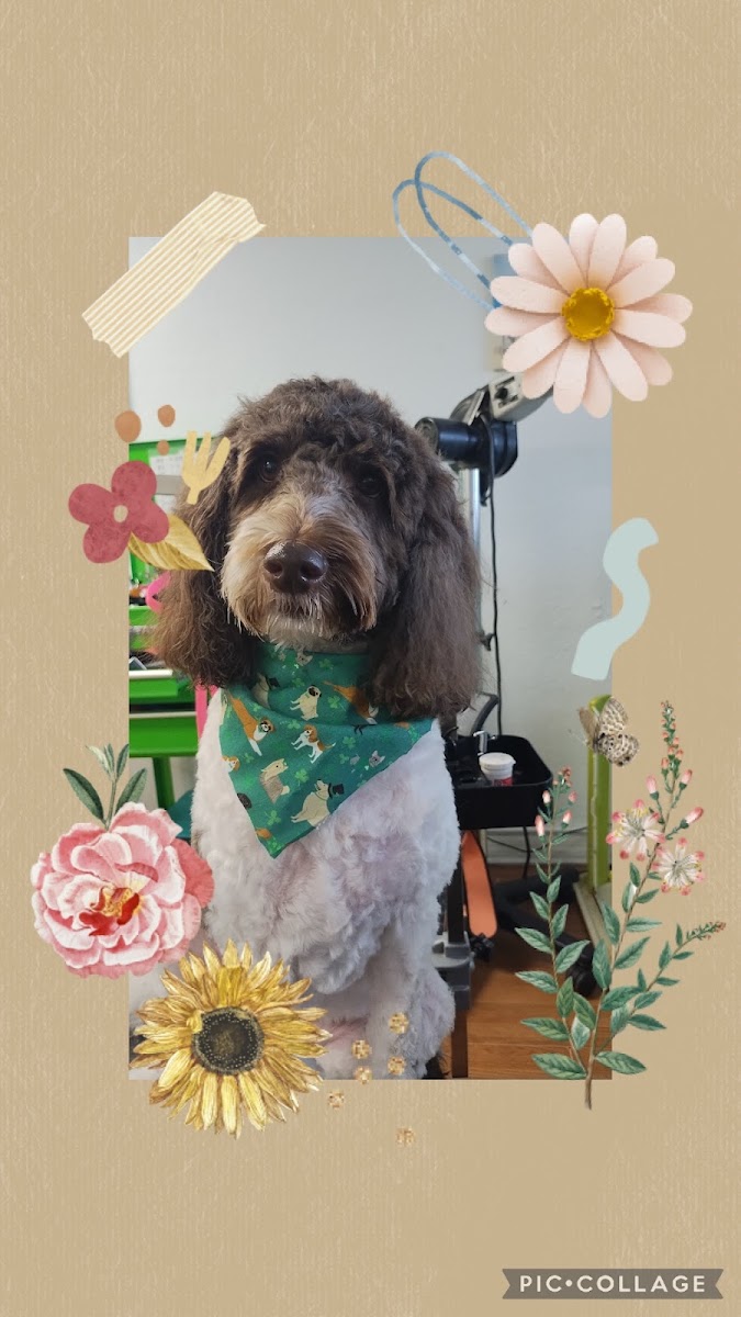 Wizzard of Paws Pet Grooming work
